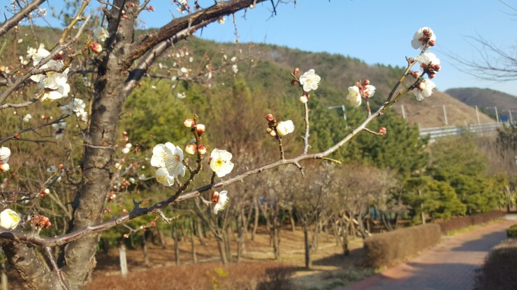 매화한의원 이미지