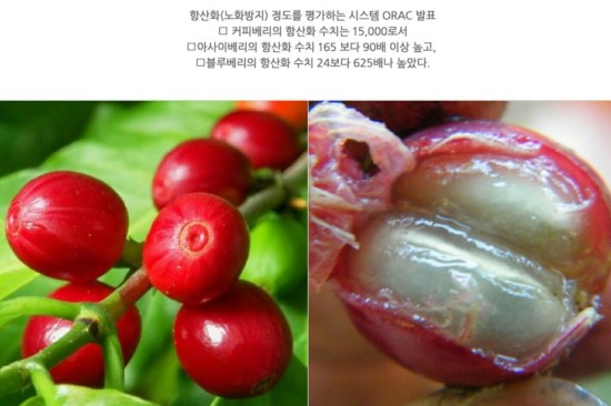 커피베리 이미지