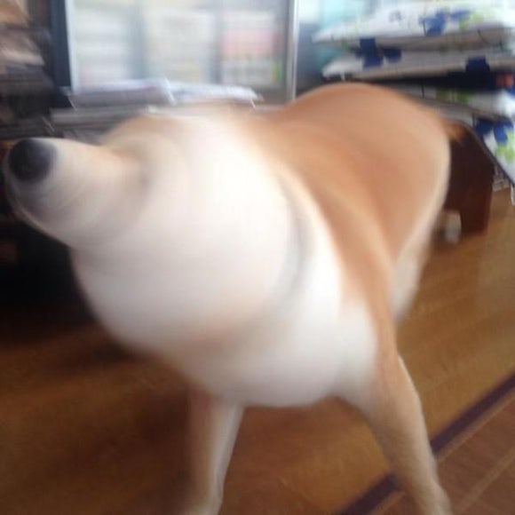 개똥이 이미지