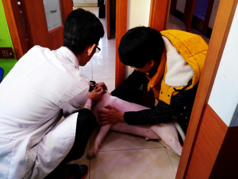 보미사 이미지