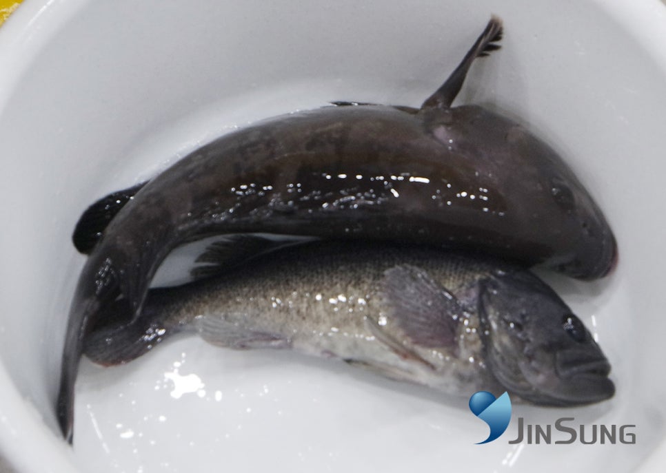 일산수산물시장 이미지