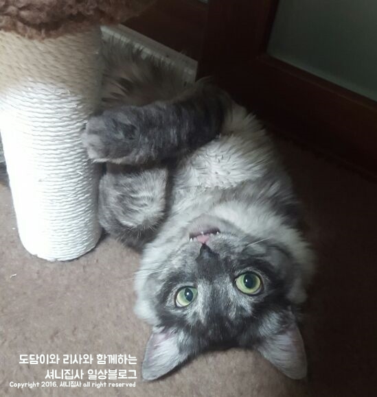 도다미 이미지