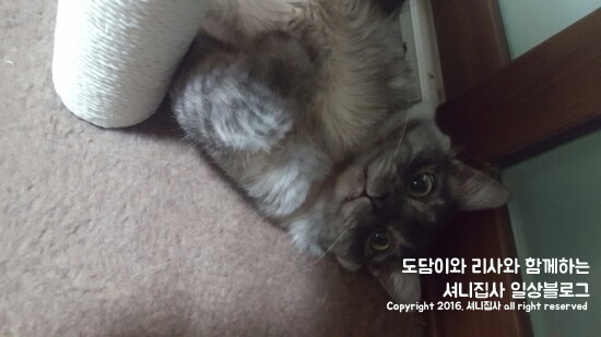 도다미 이미지