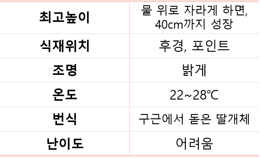 비콜로르 이미지