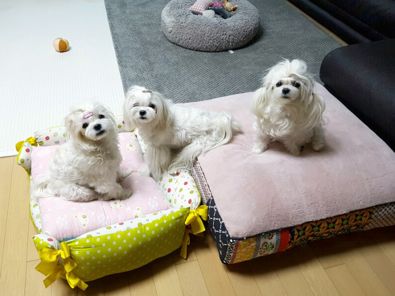 호야트레이드 이미지
