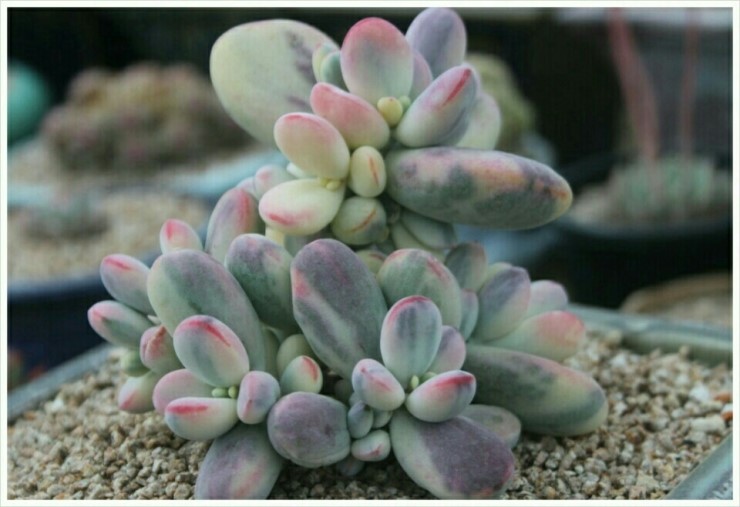 사계절다육농장 이미지