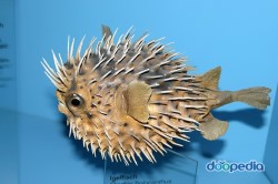복어칼국수 이미지