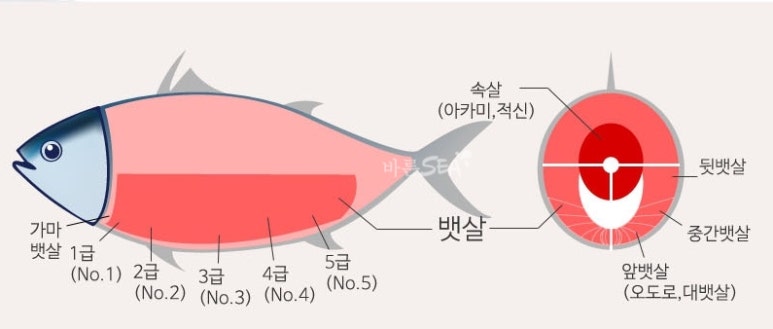 오도로참치 이미지
