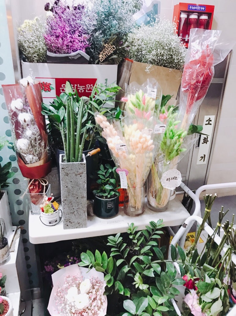 라그라스 이미지