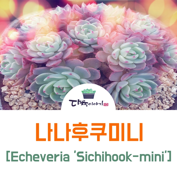 나나유통 이미지