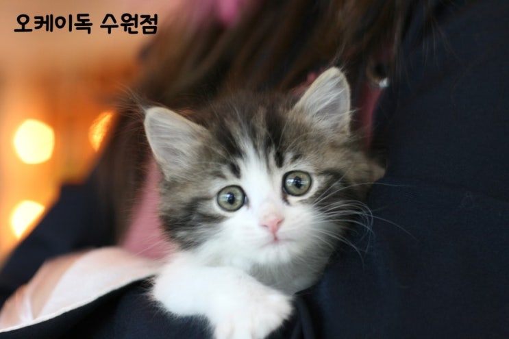 노르웨이숲 이미지