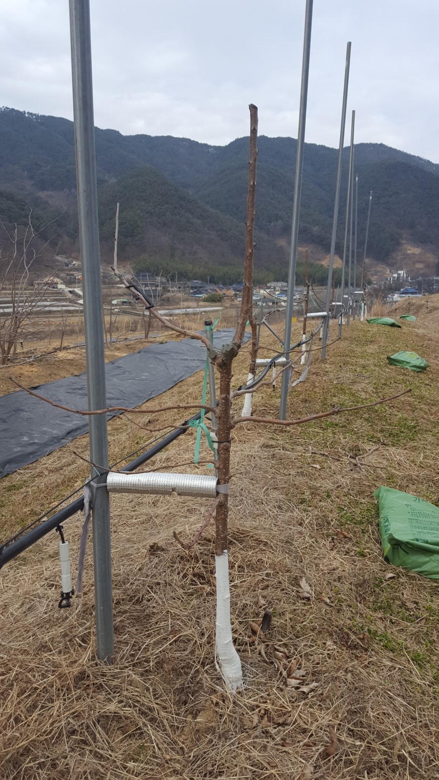 지리산황금나무 이미지