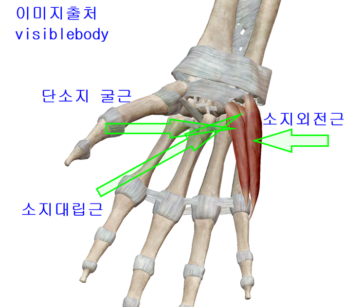 손 제 2구역 소지구(hypothenar eminence)1)소지외전근(abductor digiti minimi) 2)소지대립근 ...