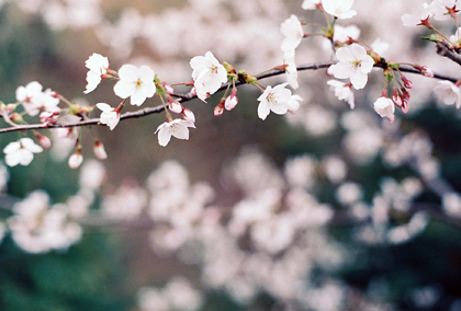 성화주단 이미지