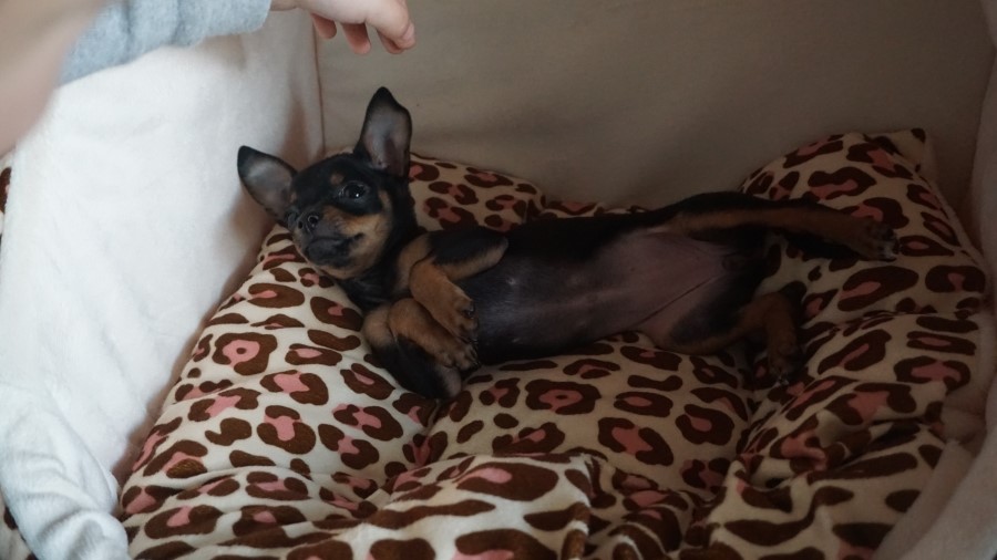 성꼬미 이미지