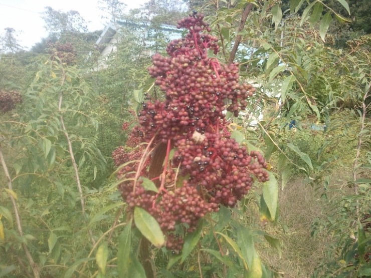 하동산초농장 이미지