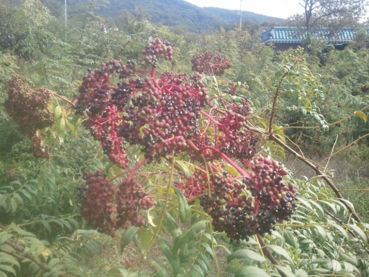 하동산초농장 이미지