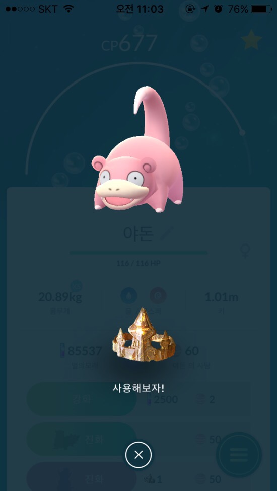 보니스 이미지