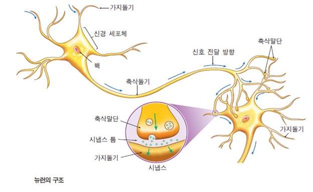 20170224 가지돌기(dendrite) : 네이버 블로그