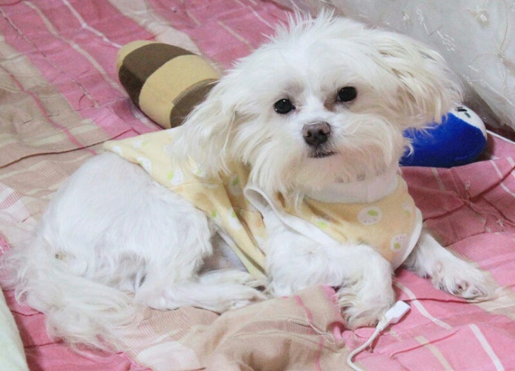 몽그리 이미지