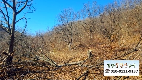 칠갑산슈퍼 이미지