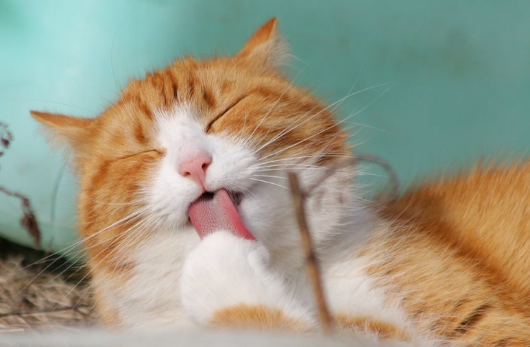 앙큼한고양이 이미지