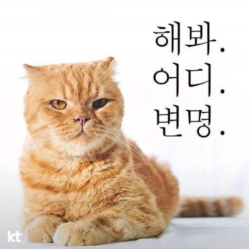 하이크리어 이미지
