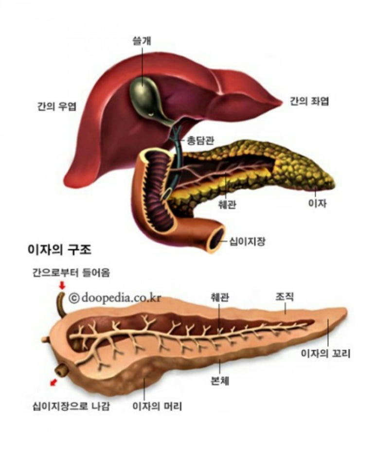 약산 생활약초 연구소 : 네이버 블로그