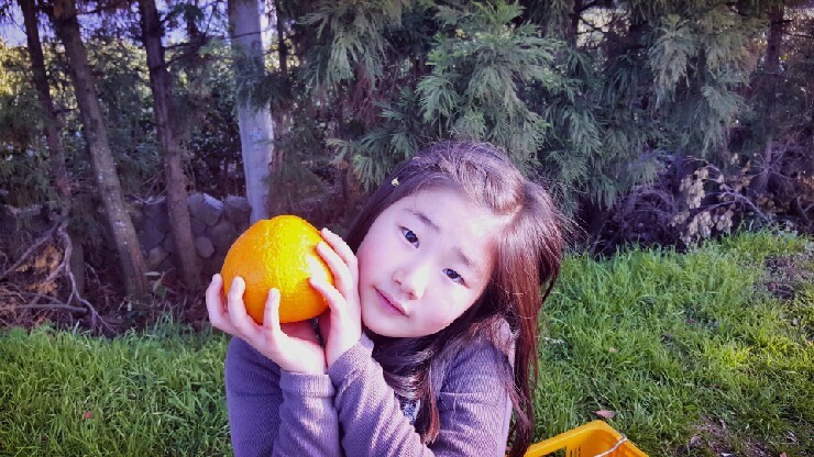 (주)제주오렌지 이미지