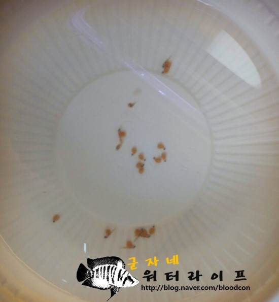 비.알 이미지