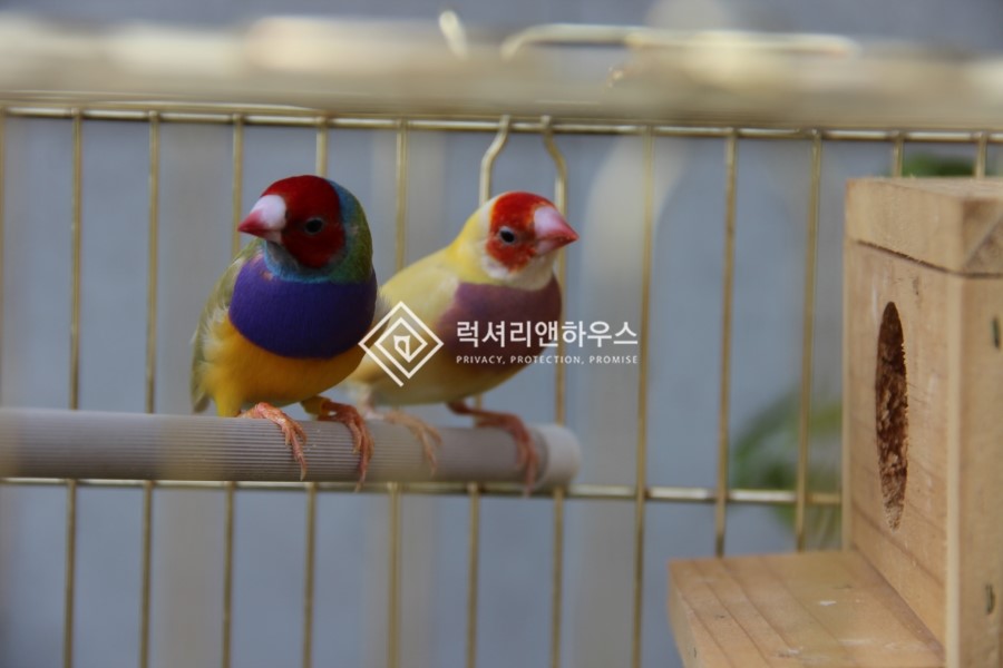 은애 이미지