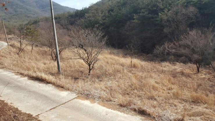 천마자연식품 이미지