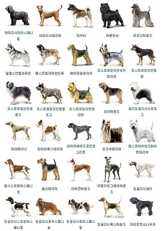 개 종류 150종 한번에보기 : 네이버 블로그