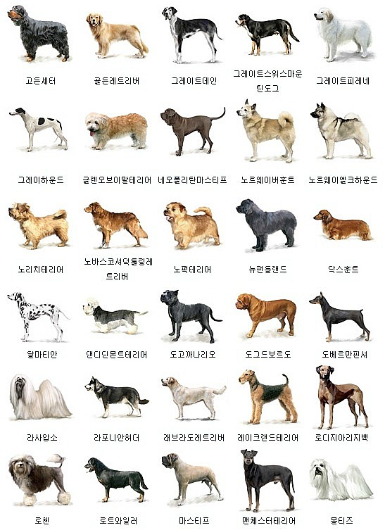 개 종류 150종 한번에보기 : 네이버 블로그