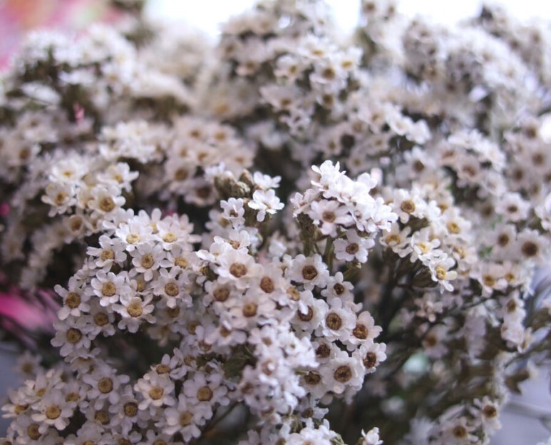 Flower늘봄 이미지