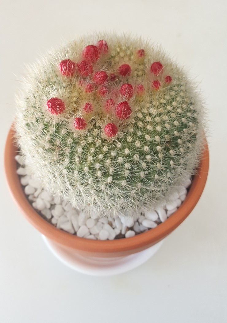 천리농원 이미지