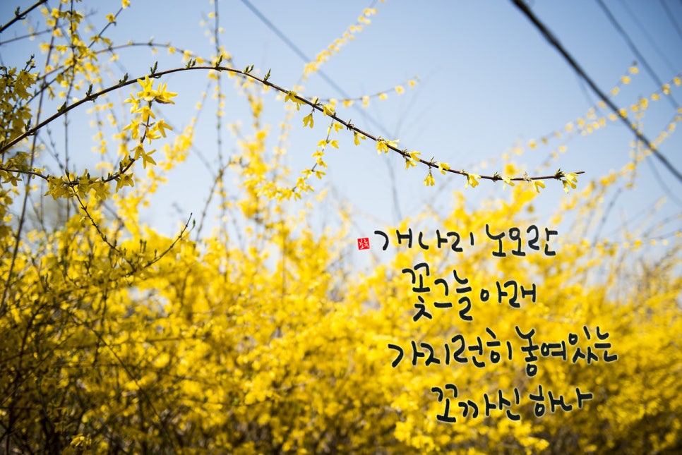개나리문구 이미지