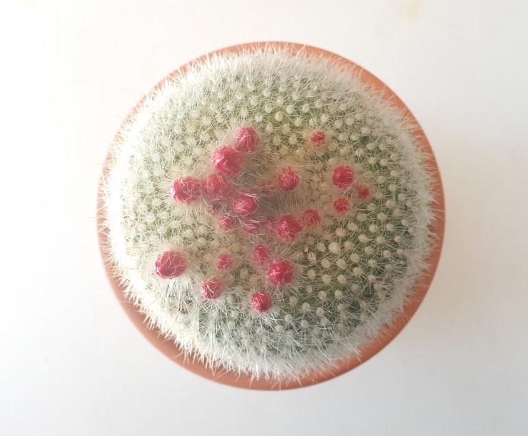 천리농원 이미지