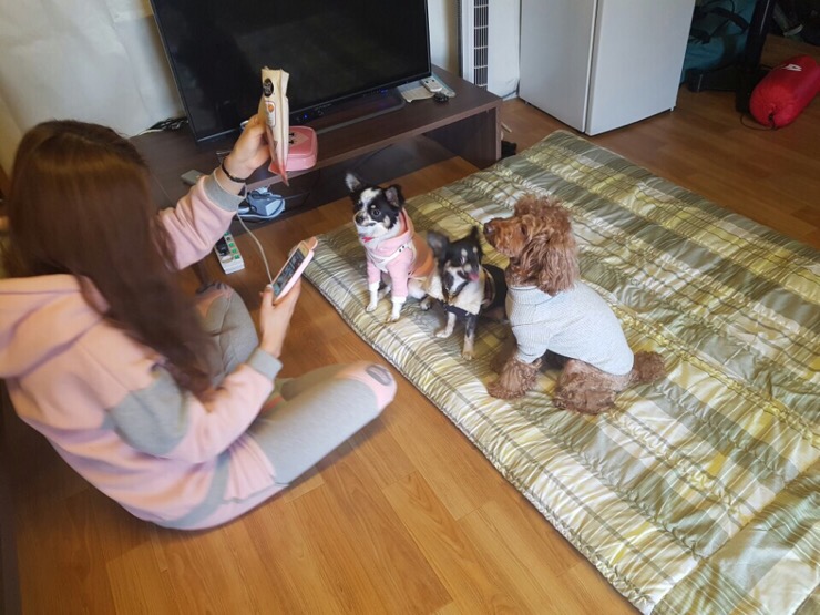 포니쁘니 이미지