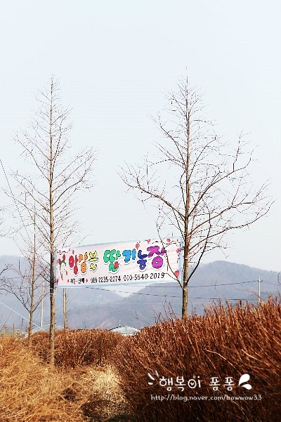 앙상블딸기농장 이미지