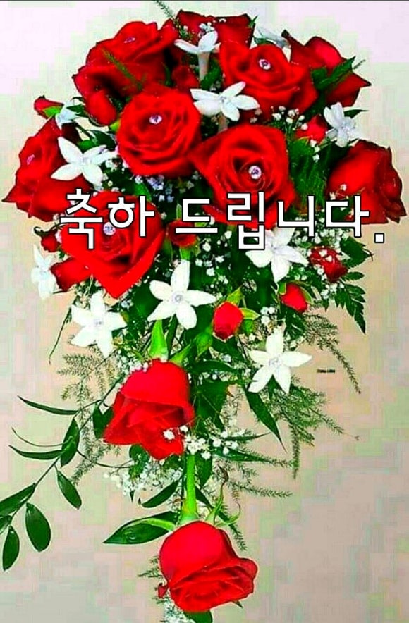 캠핑트리 이미지