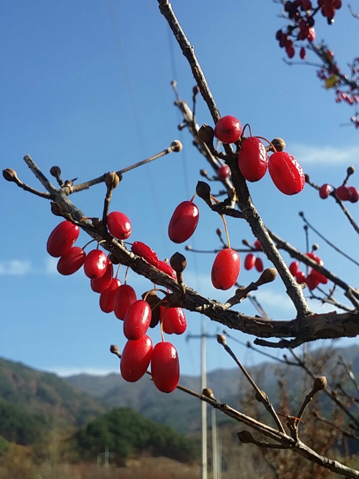 지리산봉성피자 이미지