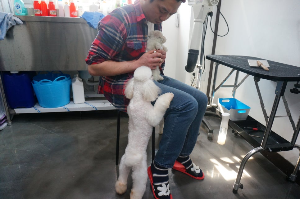 샵춘자 이미지