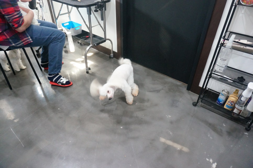 샵춘자 이미지