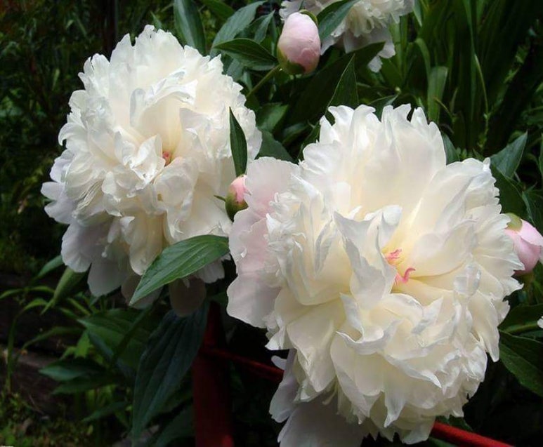 peony 이미지