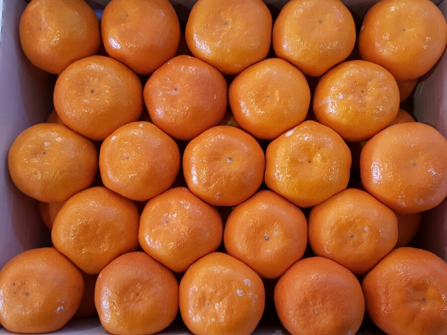 유림청과 이미지