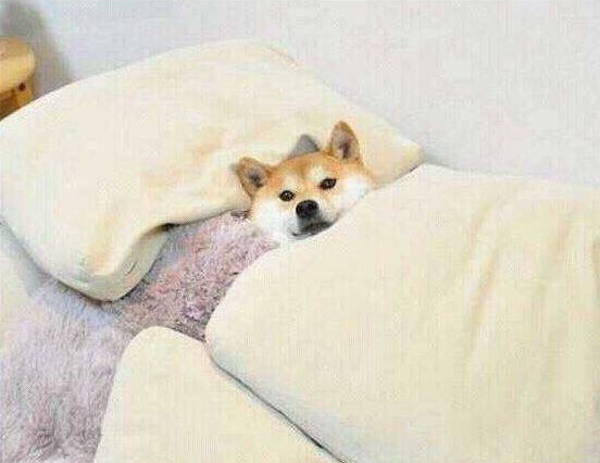 도야지 이미지