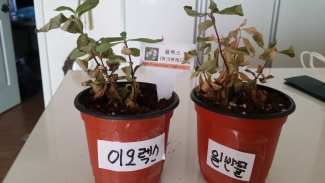 플록시 이미지
