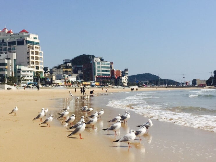 부산화소반 이미지