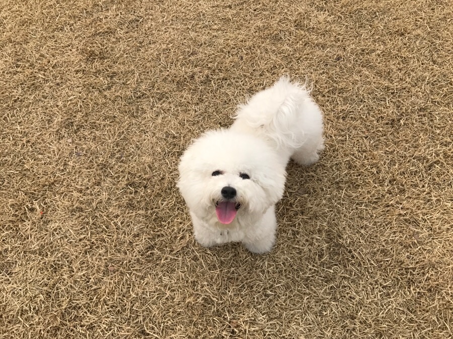 아산 에덴도그파크 훈련소 방문 후기 및 이용 정보 — 사진 20